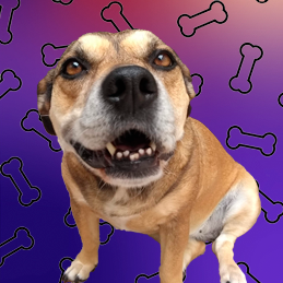 Cachorra Julie