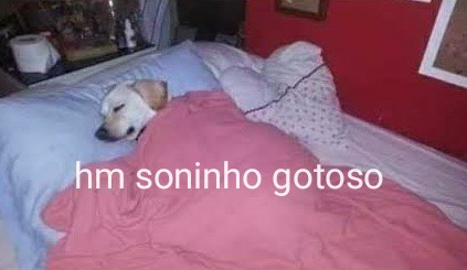 cachorro dormindo com legenda hm soninho gotoso